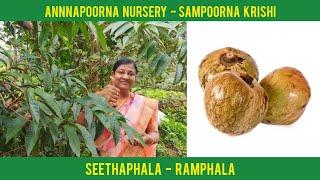 ಕೈತೋಟದಲ್ಲಿರಲಿ ಸೀತಾಫಲ / ರಾಮಫಲ | Seethaphala Ramphala | Sampoorna Krishi Ep 24