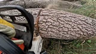 POV Cutting Ash Logs with a 362CM#firewood,#chainsawman,#wood,#fun,#fire,#work,#fyp,#pov