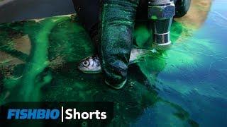 FISHBIO Shorts | The Purpose of Marking Fish