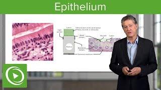 Epithelium – Histology | Lecturio