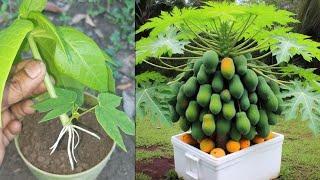 Great method propagate super dwarf papaya trees, How to grow papaya tree from leave with onion