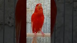 Red Canary Singing !!!