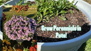 Repotting & Growing Perennials in Pots