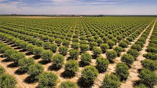 Almond Orchard Investment in Turkey with Agrolidya!