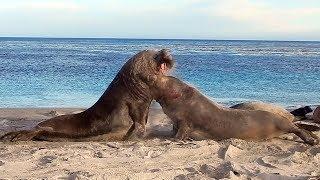 LIFE AT SEA LION ISLAND: ELEPHANT SEALS FIGHT