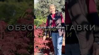 Обзор растений из Италии #всаду #цветы #садоводничество #дизайнсада #дача #ландшафтныйдизайн