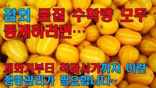 [초보농부반] 참외 품질 수확량 모두 좋게하려면? 개화기부터 착과시기까지 이런 집중관리가 필요합니다!
