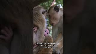 The Intricate Lives of Monkeys: Exploring their Fascinating World