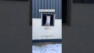 Snow Day on the farm 