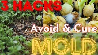 3 Tips to AVOID & CURE MOLD on Microgreens: Indoor Garden Growing Hacks