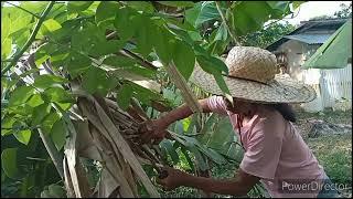 Harvesting my banana tree and  breadfruits.