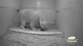 Berlin polar bear gives birth to a new cub