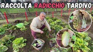 RACCOLGO le VARIETA’ di RADICCHIO TARDIVO del mio ORTO!