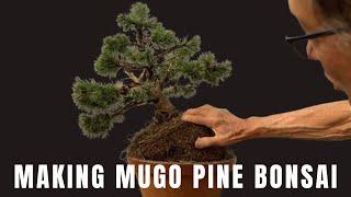 Making Mugo Pine Bonsai