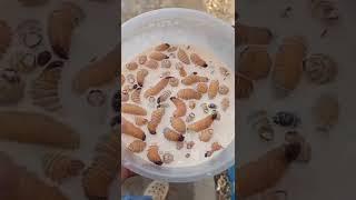 Yummy coconut worm - Street Food hunter