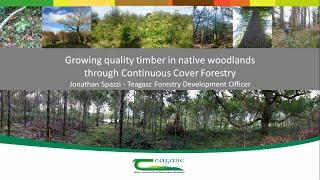 Growing quality timber in native woodlands