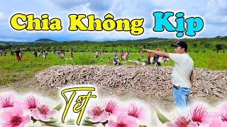 Đông Paulo || Số Lượng Sắn Khổng Lồ Ngày Cận Tết: Chia Không Kịp Tay, Cả Bản Bất Ngờ?