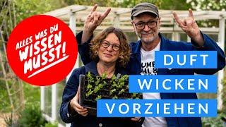 Duft-Wicken vorziehen  - alles was du wissen musst I der kleine Horrorgarten