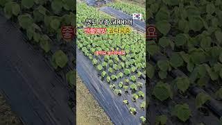 깻잎 모종 5000개 심었는데 빈혈예방에 골다공증에 좋아요