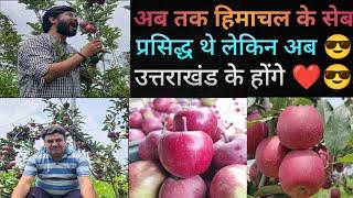 Apple Farming Kitni Success? || सेब की खेती कितनी सफल हैं उत्तराखंड में देखिए || Village Lifestyle