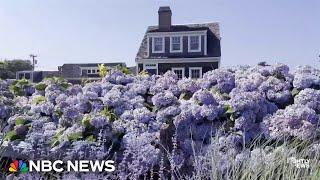 Flower power: why it's a banner year for hydrangeas