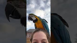 Macaws watch lawn mowing