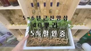 강원도 산양삼 5~6년근 40뿌리 파격할인