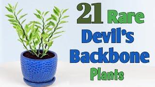 21 Rare Devil’s Backbone Plant Varieties with Names | Plant and Planting