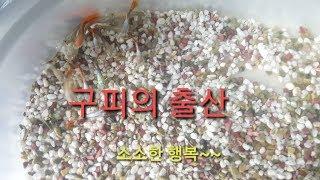 구피의 출산(소확행)