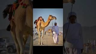 History of hazrat umar farooq R.A and Camel  #allahﷻ #muhammadﷺ #hazratumarfarooq