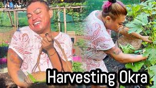 Harvesting Okra | Farm life update..buhay probinsya