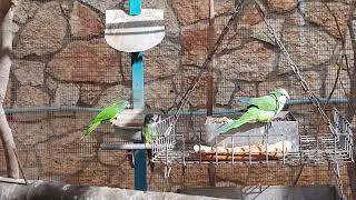 Blue-crowned conures and Monk parakeet