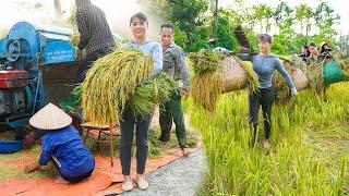 Help Villagers Harvest Rice - The Autumn Rice Crop is Heavy With Grain | Phương - Free Bushcraft