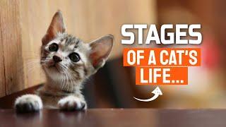 The AGES and STAGES of a CAT's LIFE