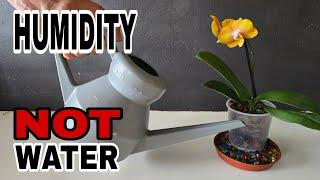 Does HUMIDITY Hold The Secret to PERFECT Phalaenopsis Orchid Care?