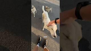 The street dogs are ear tagged by aggression level in Armenia 