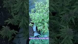 Purple auto original sensible seeds