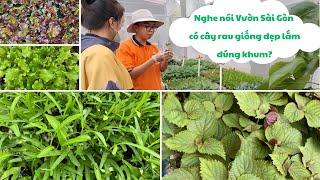 Trồng rau mùa mưa tỉ lệ sống cao theo các mẹo của Vườn Sài Gòn