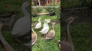 The ducks became so much crazy of the chasing by the gardener| #ducks #gardener