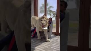 Do you want to have a bodyguard like that? #pet #animals #handsome #lion #shorts #shortvideo