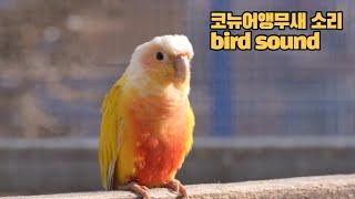 혼자있는코뉴어앵무새에게틀어주세요 conuresound birdsound