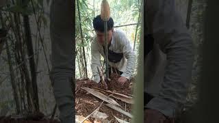 hái măng ngọt cuối mùa#shorts