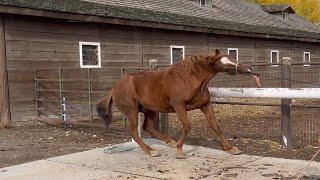 TERRIFIED Mare Gains Confidence with FARRIER