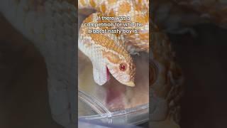 I DON’T WANT TO MAKE THIS A COMPETITION… #snake #westernhognose #reptile