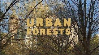 Atlanta's Urban Forests | Georgia Outdoors