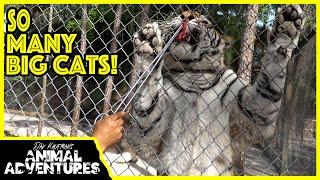 BIG CAT Sanctuary Tour! (McCarthy's Wildlife Sanctuary)