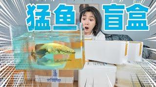 Spend 300 yuan  to purchase 10 blind boxes for fierce fish! Open the dangerous piranha！