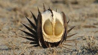 The Dance Of The Sage Grouse