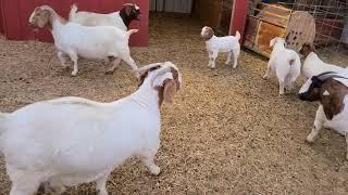 Boer Goats getting close to kidding.