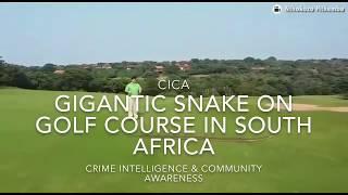 Huge African Rock Python snake spotted on Zimbali golf course in Ballito KZN South Africa